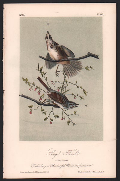 Item #56518 Song Finch, Plate 189. John James Audubon.