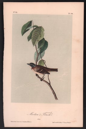 Item #56519 Morton's Finch, Plate 190. John James Audubon