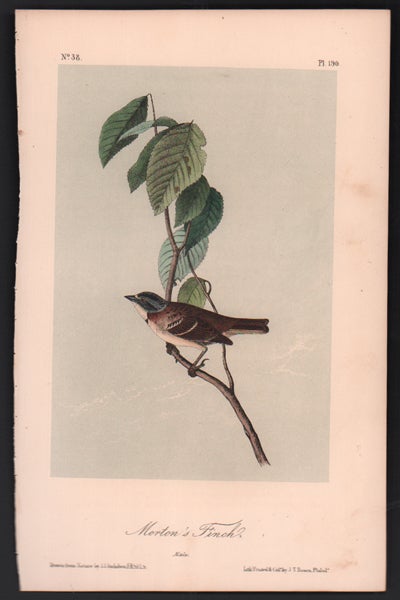 Item #56519 Morton's Finch, Plate 190. John James Audubon.
