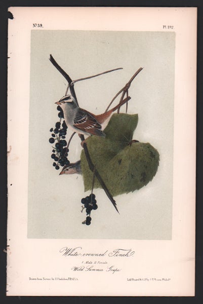 Item #56520 White-crowned Finch, Plate 192. John James Audubon.
