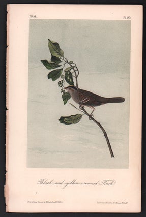 Item #56521 Black-and-yellow-crowned Finch, Plate 193. John James Audubon