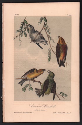 Item #56524 Common Crossbill, Plate 200. John James Audubon
