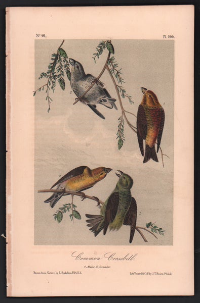 Item #56524 Common Crossbill, Plate 200. John James Audubon.