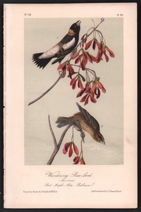 Item #56530 Wandering Rice-bird, Plate 211. John James Audubon