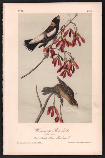 Item #56530 Wandering Rice-bird, Plate 211. John James Audubon.