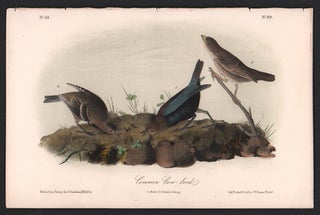 Item #56531 Common Cow-bird, Plate 212. John James Audubon