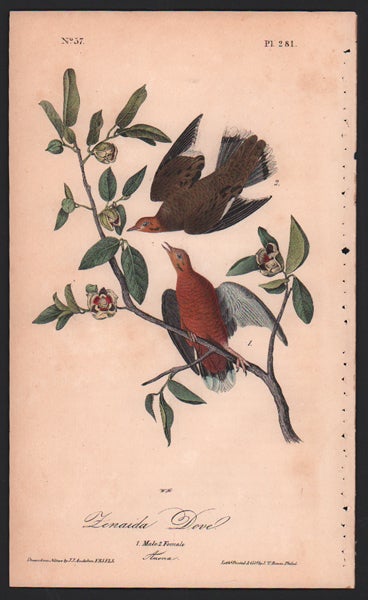 Item #56540 Zenaida Dove, Plate 281. John James Audubon.