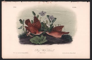 Item #56541 Key-West Dove, Plate 282. John James Audubon