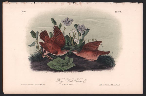 Item #56541 Key-West Dove, Plate 282. John James Audubon.