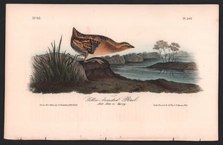 Item #56549 Yellow-breasted Rail, Plate 307. John James Audubon