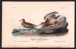 Item #56552 Buff-breasted Sand-piper, Plate 331. John James Audubon