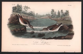 Item #56553 Little Sandpiper, Plate 337. John James Audubon