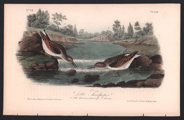 Item #56553 Little Sandpiper, Plate 337. John James Audubon.