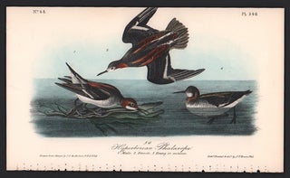 Item #56555 Hyperborean Phalarope, Plate 340. John James Audubon