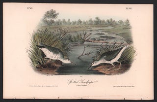 Item #56556 Spotted Sandpiper, Plate 342. John James Audubon