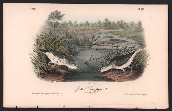 Item #56556 Spotted Sandpiper, Plate 342. John James Audubon.