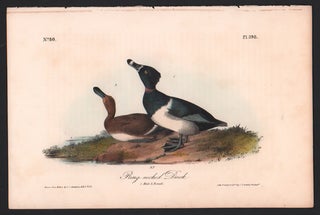 Item #56559 Ring-necked Duck, Plate 398. John James Audubon