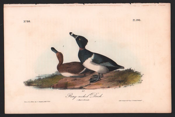 Item #56559 Ring-necked Duck, Plate 398. John James Audubon.