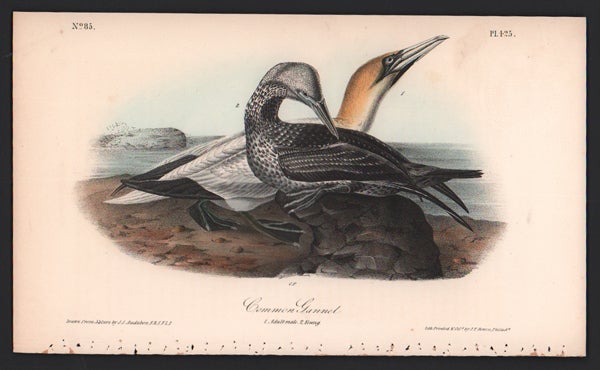 Item #56565 Common Gannet, Plate 425. John James Audubon.