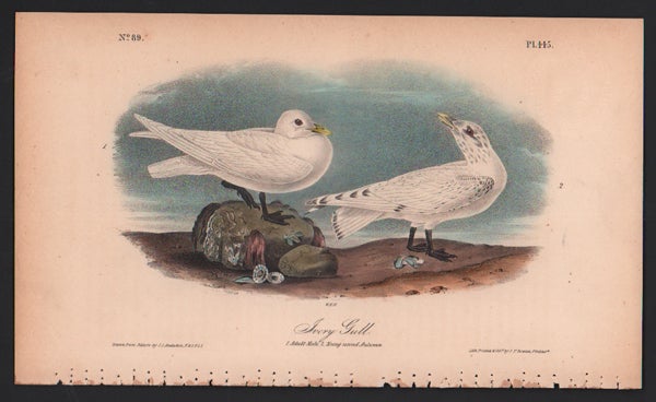 Item #56567 Ivory Gull, Plate 445. John James Audubon.