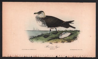 Item #56569 Pomarine Jager, Plate 451. John James Audubon