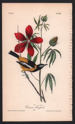Item #56574 Common Troupial, Plate 499. John James Audubon