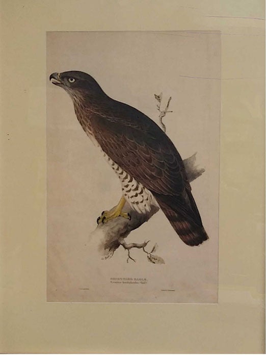 Item #57212 Short-Toed Eagle. Circaetus brachydactylus (Vieill) [Original folio-sized hand-colored lithographic print]. Edward Lear, John Gould, "E. Lear del at lith", Ornithology.