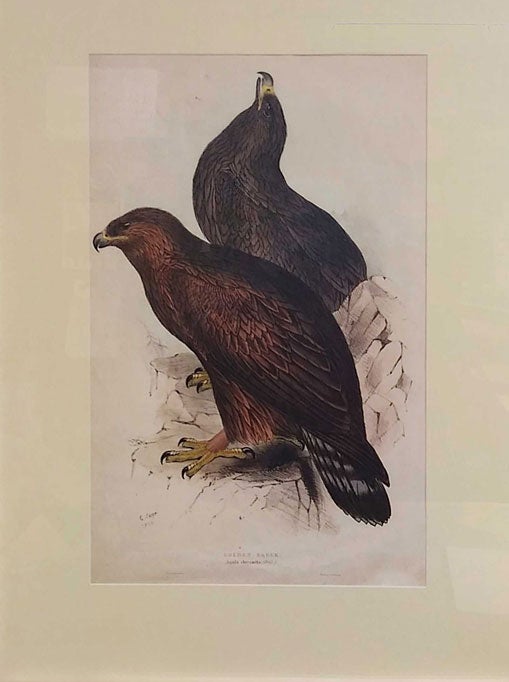 Item #57224 Golden Eagle. Aquila chrysaëta (Briss.) [Original folio-sized hand-colored lithographic print]. Edward Lear, John Gould, "E. Lear del at lith", Ornithology.