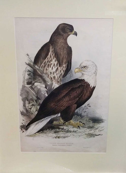Item #57260 White Headed Eagle. Haliaettus leucocephalus (Savigny) [Original folio-sized hand-colored lithographic print]. Edward Lear, John Gould, "E. Lear del at lith", Ornithology.