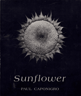 Item #60557 Sunflower. Paul Caponigro