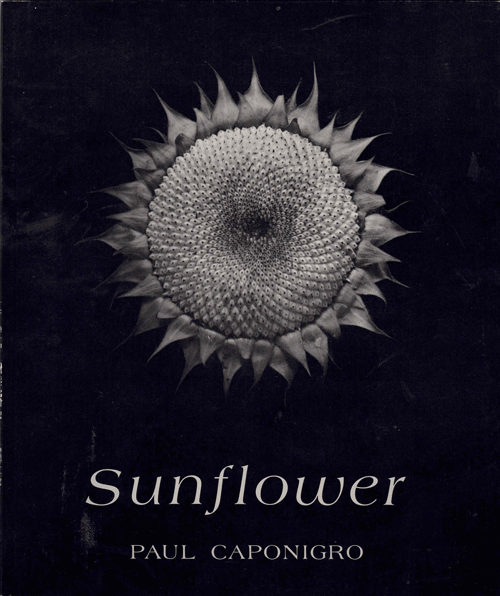 Item #60557 Sunflower. Paul Caponigro.