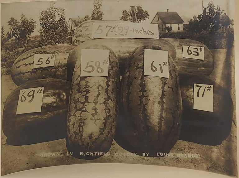 Item #64187 Grown in Richfield Colony by Louis Brandt [Watermelons]. Photograph.