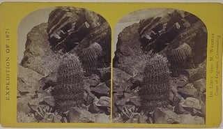 Item #64311 Melon Cactus, (Ceres ctenoides) No. 11. T. H. O'Sullivan, Timothy, Corps of Engineers...