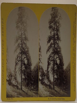 Item #64387 Yellow Pine, Colorado Plateau. No. 87 (Colorado River Series). Stereoview, William...
