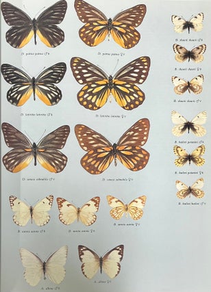 Butterflies of the Holarctic Region (3 Volumes)