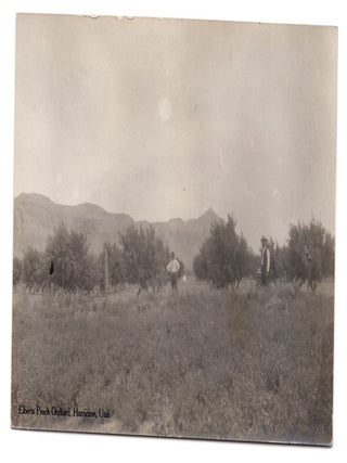 Item #65798 Elberta Peach Orchard, Hurricane, Utah. Utah Hurricane, RPPC, Photograph