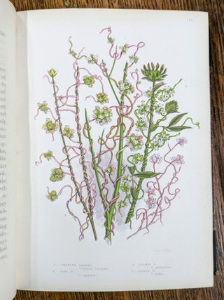 The Flowering Plants and Ferns of Great Britain; The British Grasses and Sedges; The Ferns of Great Britain and Their Allies. The Club-Mosses, Pepperworts, and Horsetails (7 volumes)