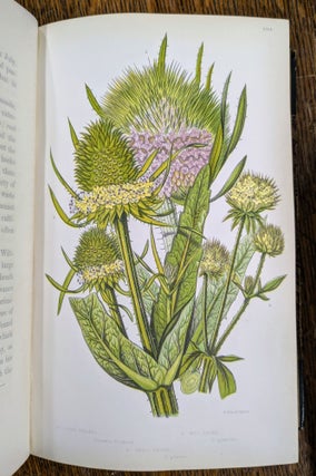 The Flowering Plants and Ferns of Great Britain; The British Grasses and Sedges; The Ferns of Great Britain and Their Allies. The Club-Mosses, Pepperworts, and Horsetails (7 volumes)