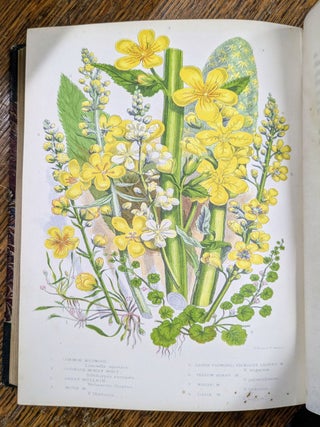 The Flowering Plants and Ferns of Great Britain; The British Grasses and Sedges; The Ferns of Great Britain and Their Allies. The Club-Mosses, Pepperworts, and Horsetails (7 volumes)
