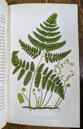The Flowering Plants and Ferns of Great Britain; The British Grasses and Sedges; The Ferns of Great Britain and Their Allies. The Club-Mosses, Pepperworts, and Horsetails (7 volumes)