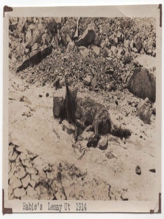 Item #69876 Rabies. Lemay, Utah. 1914. Utah Lemay, UT Lemay Island, Box Elder County, Rabies,...